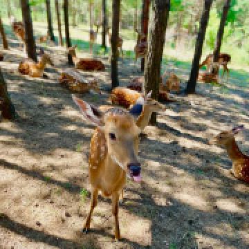 易游娱乐城- YY易游体育官方网站- 易游体育APP“80后”创立梅花鹿养殖合作社：生财有“鹿”