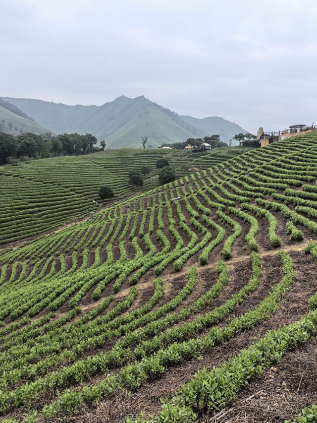 白茶原·安吉白茶观景平台旅行图片 5
