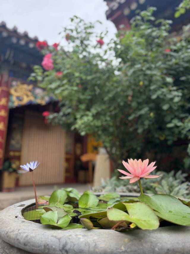 净土寺旅行图片 1