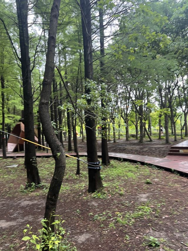 浦江森林公园旅行图片 3