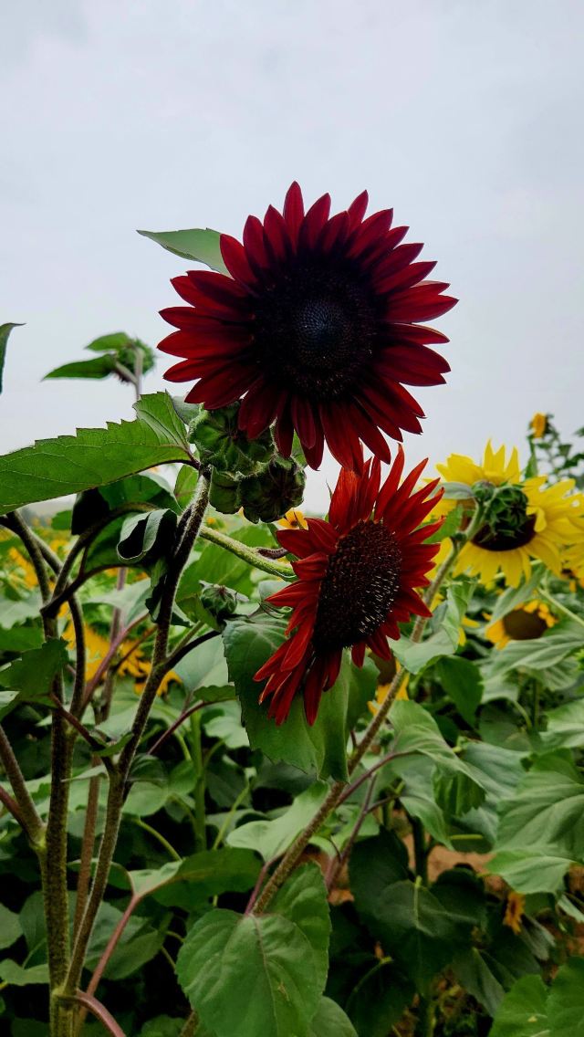 尔林兔大草原旅行图片 9