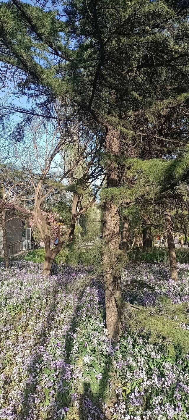 将府公园旅行图片 12