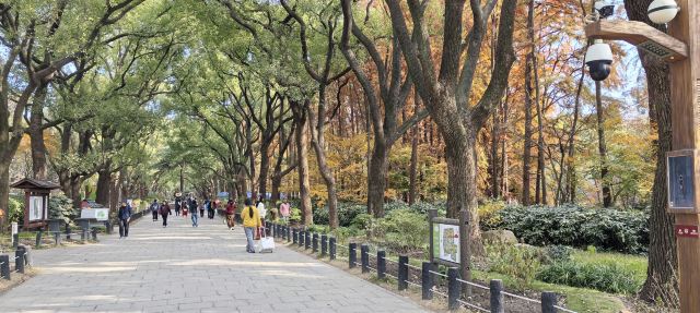 上海共青森林公园旅行图片 2