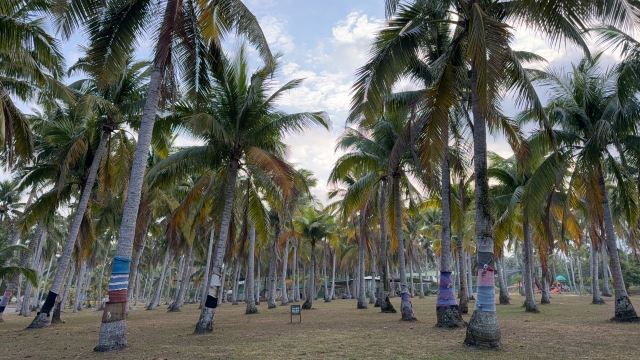 椰子大观园旅行图片 1