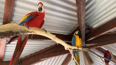 库兰达考拉花园-库兰达-YoYo_0W6L9G6L