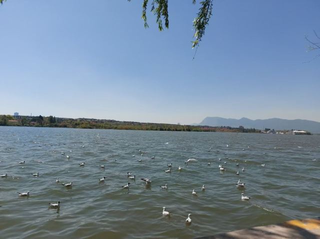 大观公园旅行图片 4