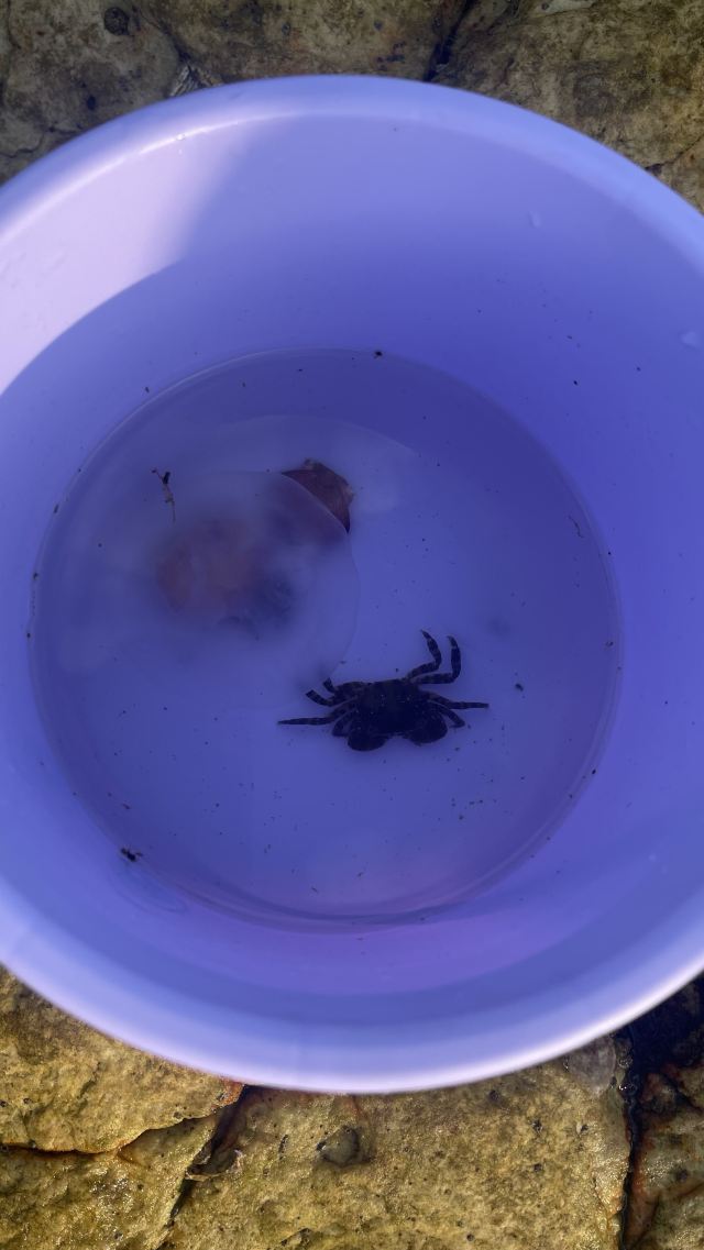养马岛林间花海旅行图片 9