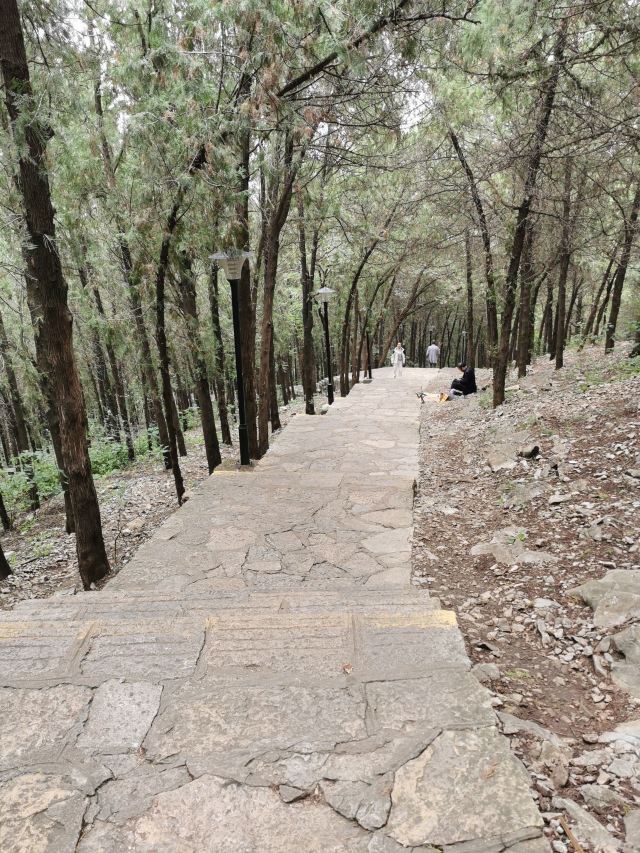 泰山寺旅行图片 9