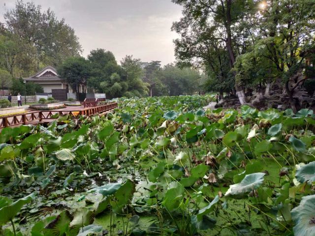 莲湖公园旅行图片 5
