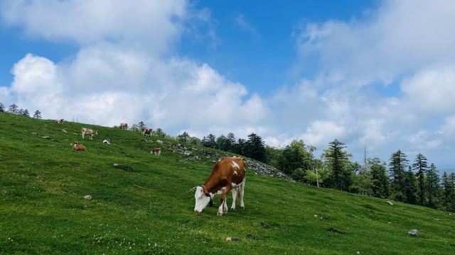 老秃顶草原景区(暂停开放)旅行图片 7
