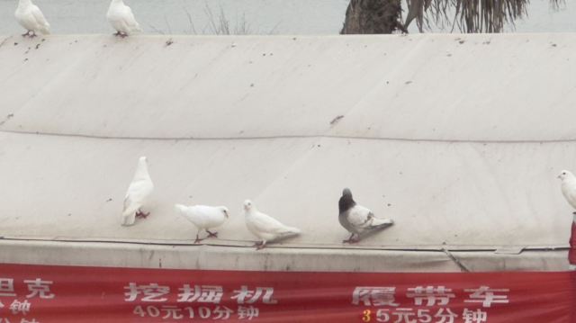 蜜泉湖旅游度假区旅行图片 4