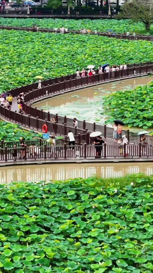 莲湖公园旅行图片 5