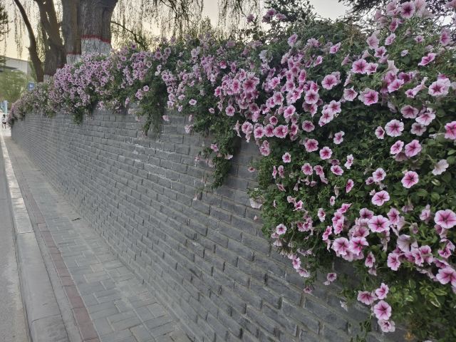 青海大学-党员活动公园旅行图片 3