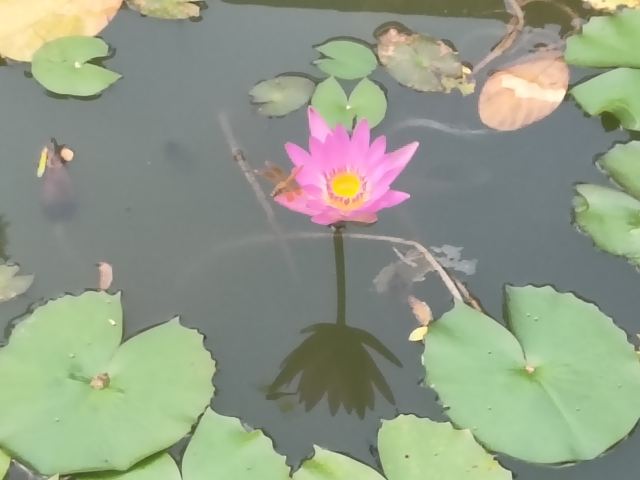 中山詹园旅行图片 1