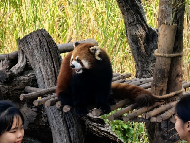 普洱国家公园犀牛坪景区旅行图片 1