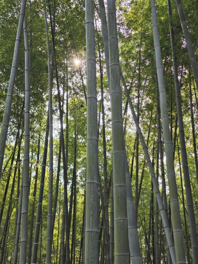 虎丘山风景区旅行图片 1