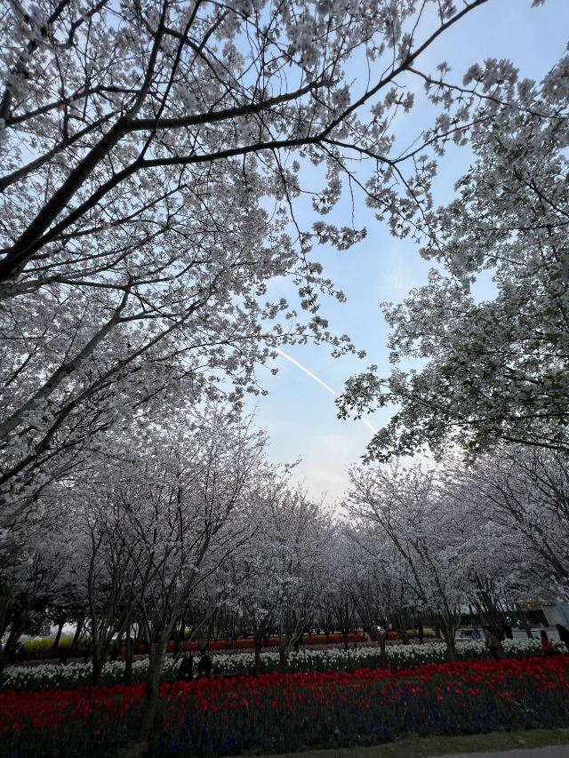 琴键春园旅行图片 5
