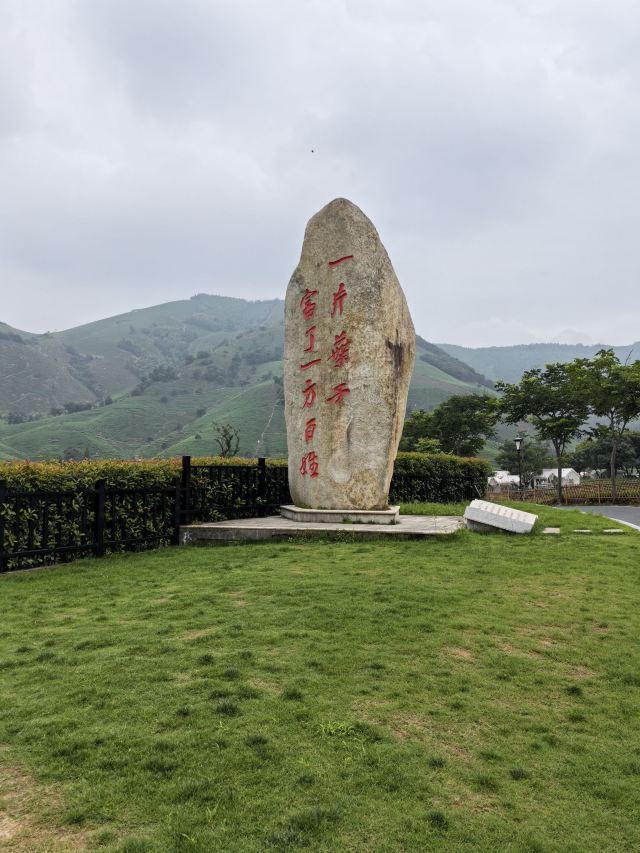 白茶原·安吉白茶观景平台旅行图片 1