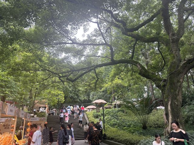 鹅岭公园旅行图片 2