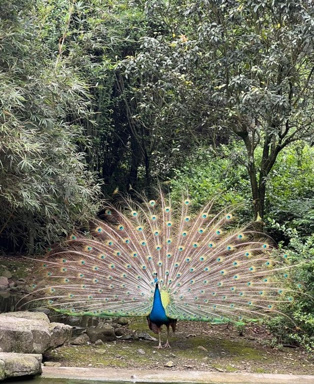 黔灵山公园旅行图片 7