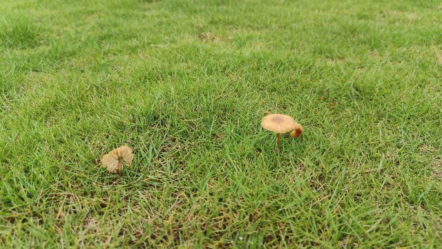 春沐源小镇·青苹果大草坪旅行图片 3