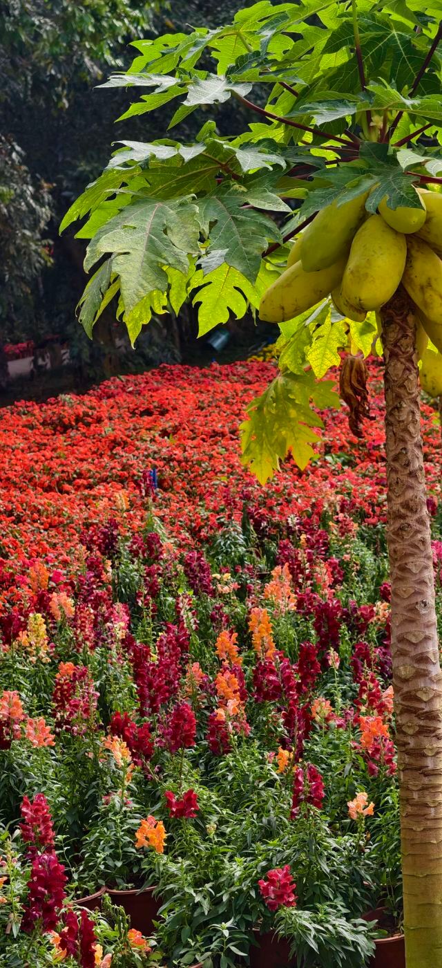 兴隆热带植物园旅行图片 1