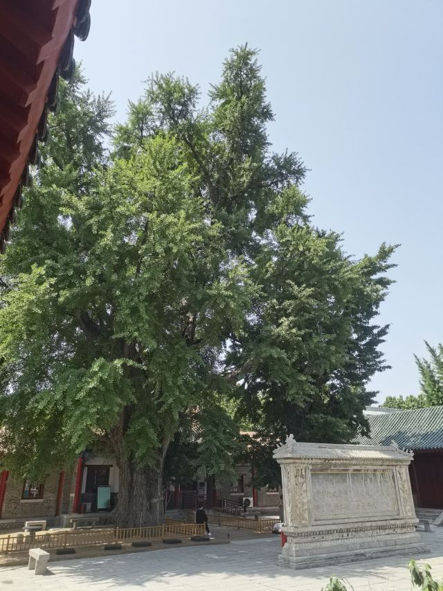 孔庙旅行图片 6
