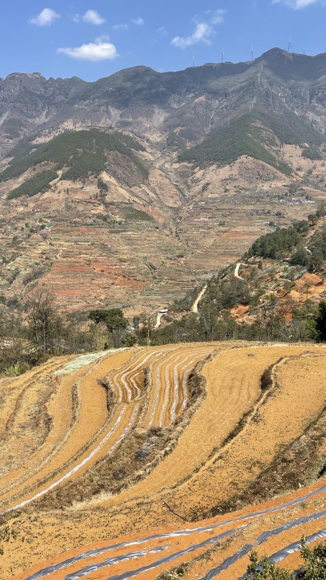 新山梯田旅行图片 3