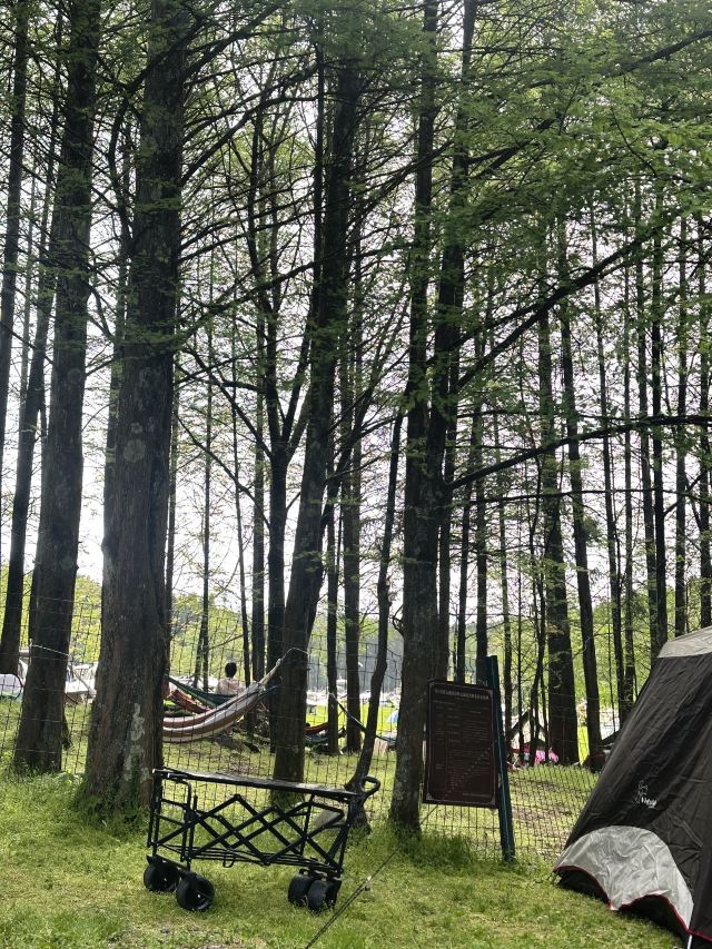 武陵山国家森林公园旅行图片 6