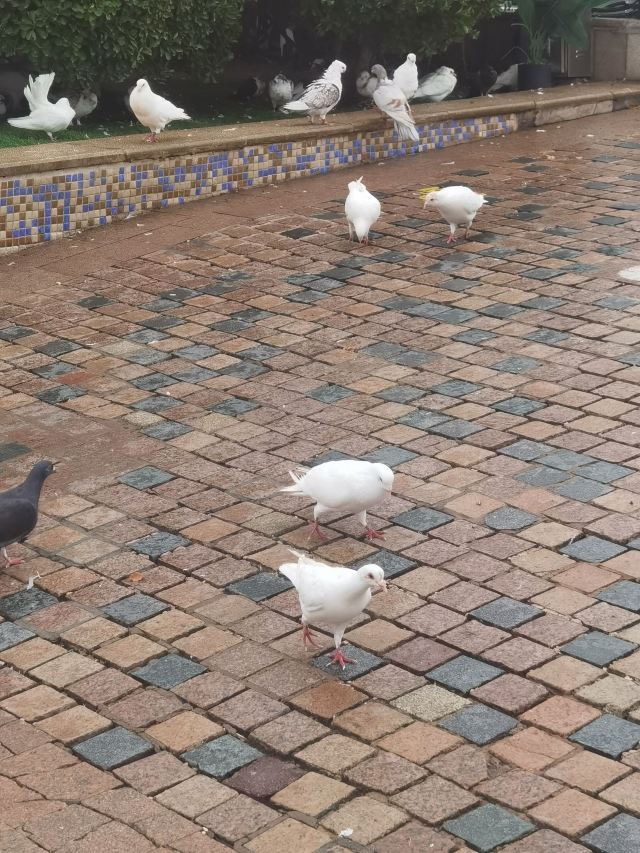 朝阳公园旅行图片 2
