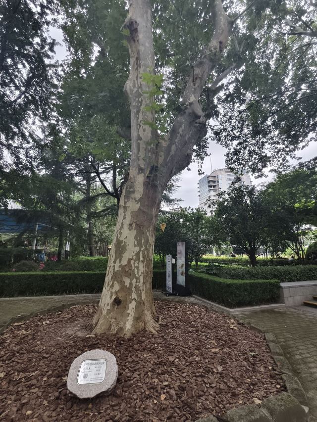 复兴公园旅行图片 3