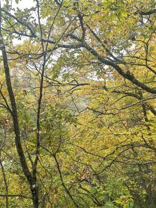 天然画廊-南江-可乐味的柠萌哒啦