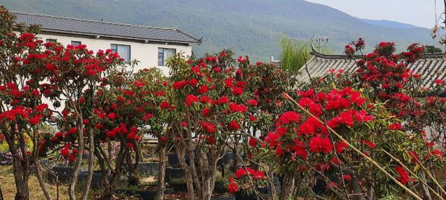丽江四季花开景区旅行图片 1