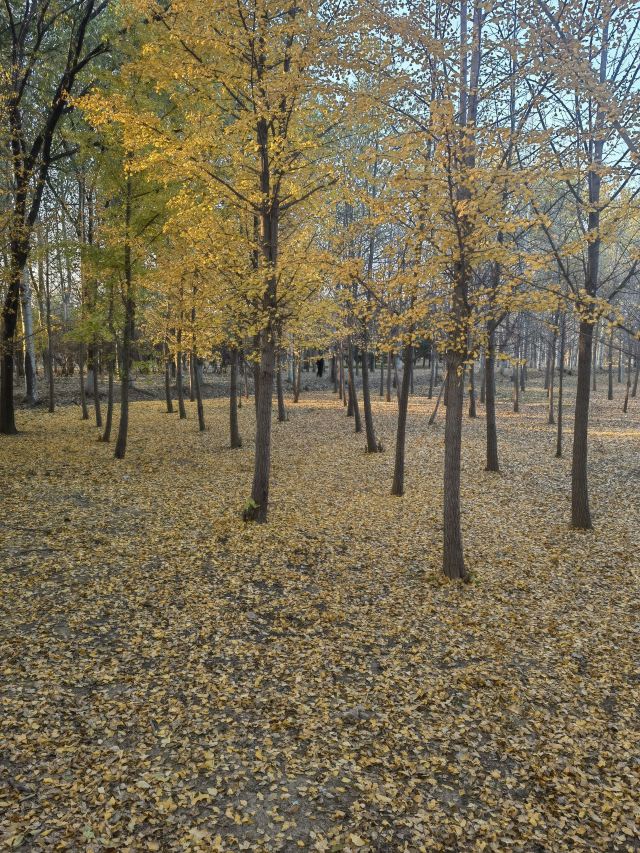 东坝公园旅行图片 3