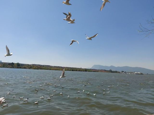 大观公园旅行图片 4