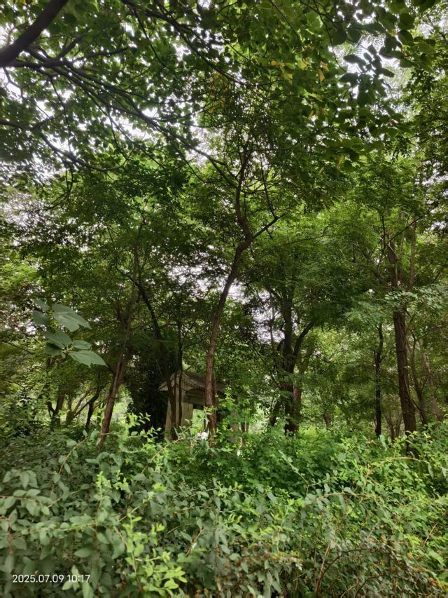老山城市休闲公园旅行图片 8