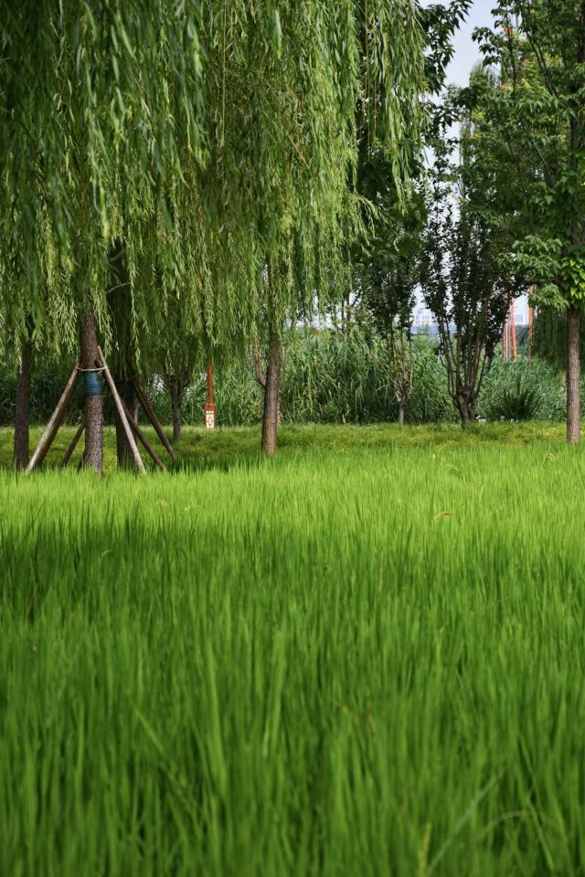 清河之洲旅行图片 3