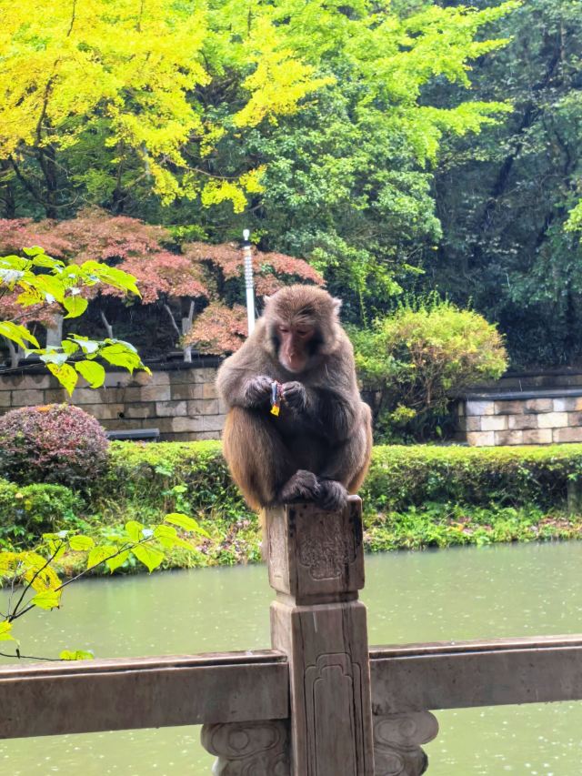 黔灵山公园旅行图片 2
