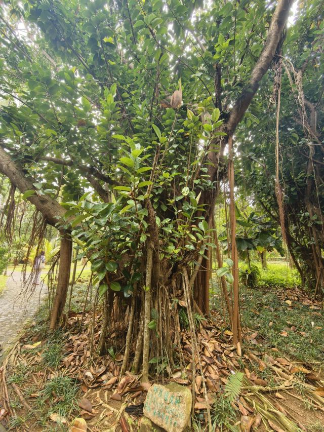 兴隆热带植物园旅行图片 8