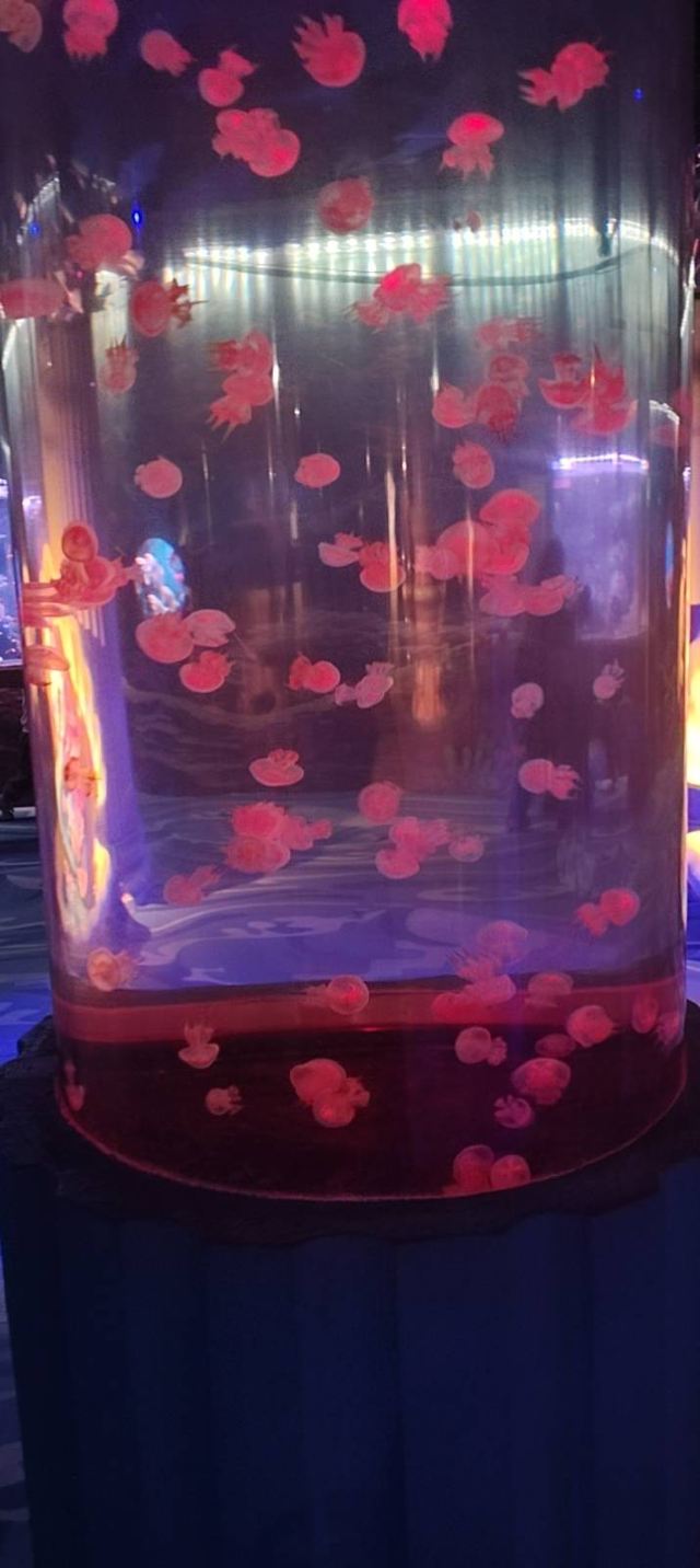 秦皇岛新澳海底世界旅行图片 1