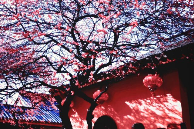 湖州铁佛寺旅行图片 11