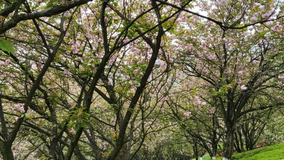 白鶴森林公園
