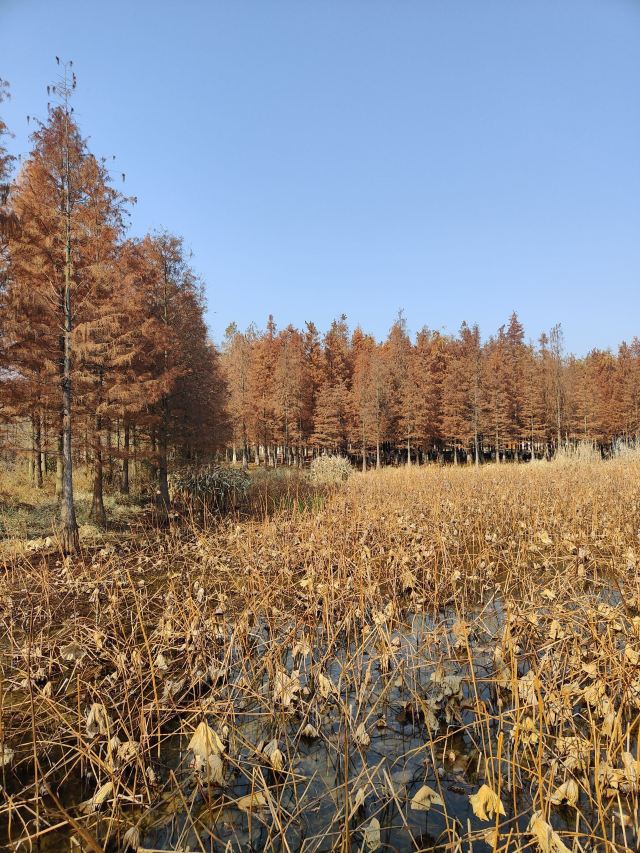 龙灵山生态公园旅行图片 2