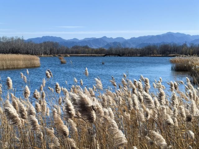 野鸭湖国家湿地公园旅行图片 2