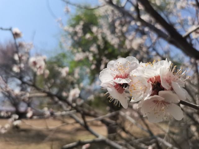 乌素图杏花谷旅行图片 4