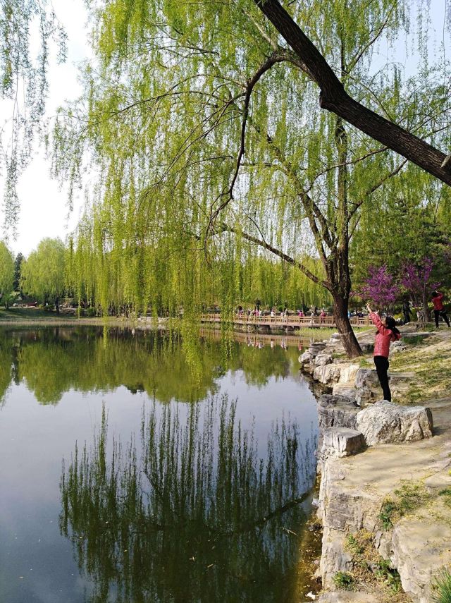柳荫公园旅行图片 3