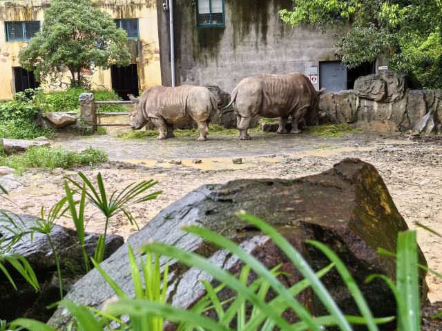 大熊猫馆旅行图片 2