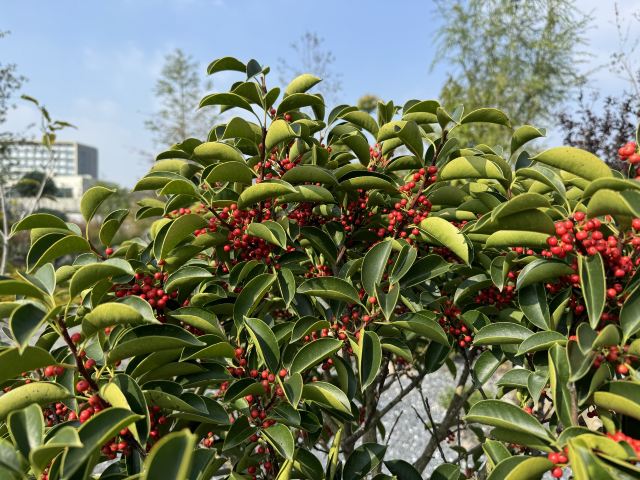 上海植物园旅行图片 1