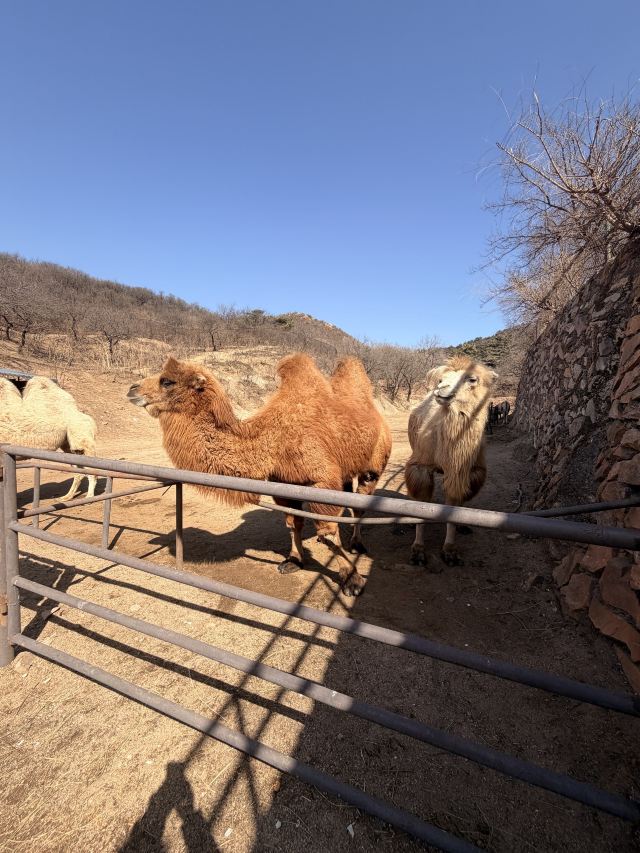 八达岭野生动物世界旅行图片 1