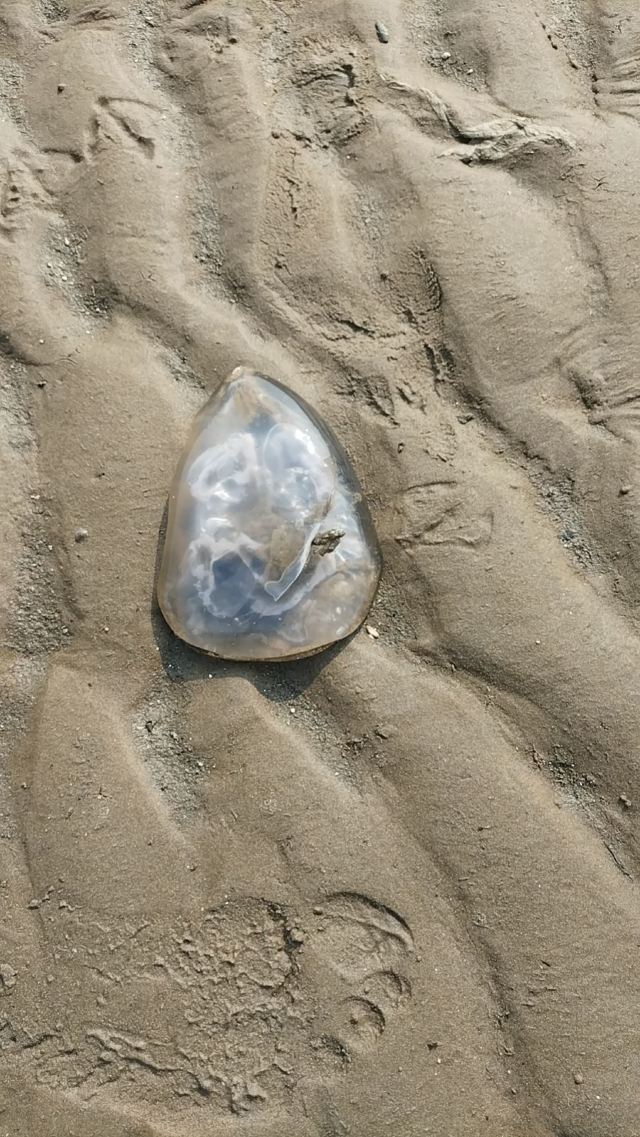 夏家河子海滨景区旅行图片 1